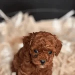 Kore Poodle