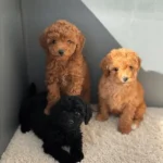 Toy Poodle Yavruları