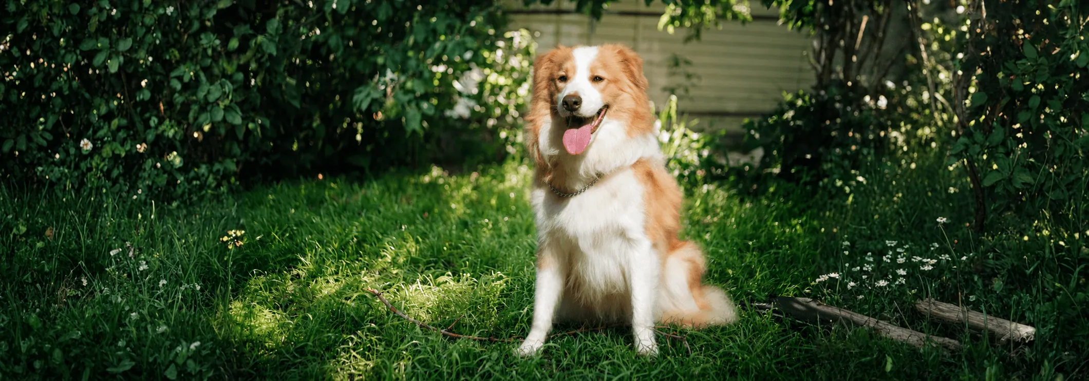 Border Collie İstanbul yavrusu