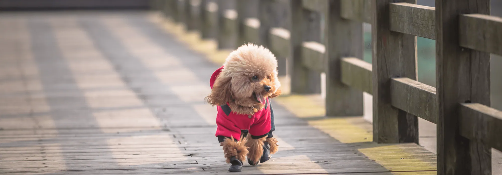 İstanbul Kore Poodle yavruları