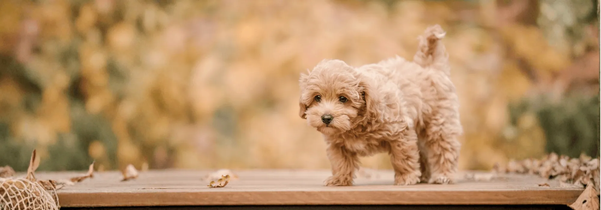 Maltipoo İstanbul yavrusu