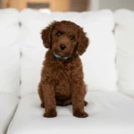 Miniature Poodle Erkek Yavrusu