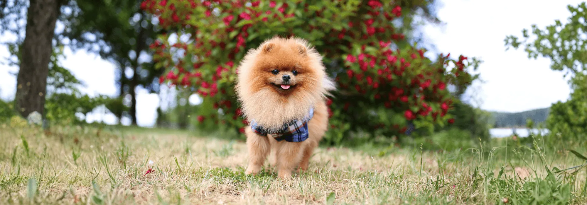 Pomeranian İstanbul yavrusu