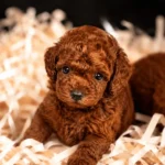 Red Brown Toy Poodle