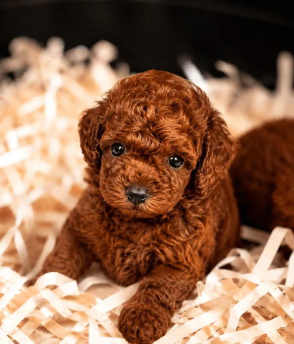 red-brown-toy-poodle Red Brown Toy Poodle - Görsel 1