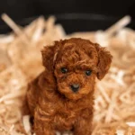 Toy Poodle Yavrusu (Kopya)