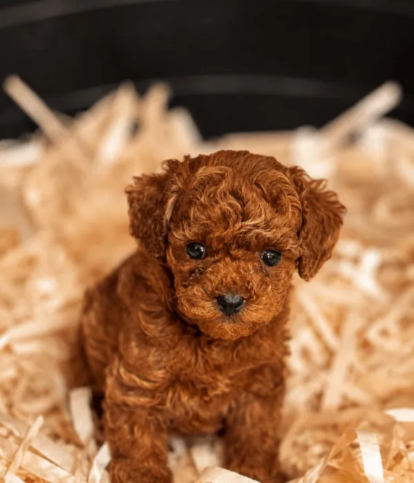 red-toy-poodle-yavrusu (1) Toy Poodle Yavrusu (Kopya) - Görsel 1