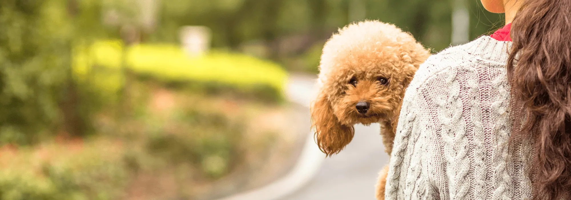 Toy Poodle İstanbul yavrusu
