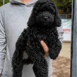Miniature Poodle Yavru