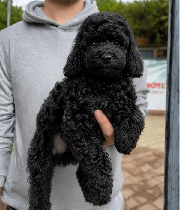 miniature-poodle-yavru-istanbul Miniature Poodle Yavru - Görsel 1