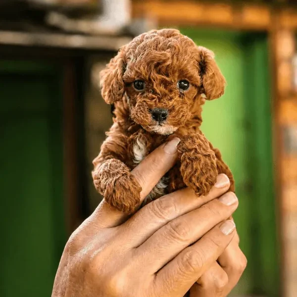 Kahverengi Toy Poodle Yavrusu