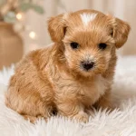Maltipoo Yavrusu