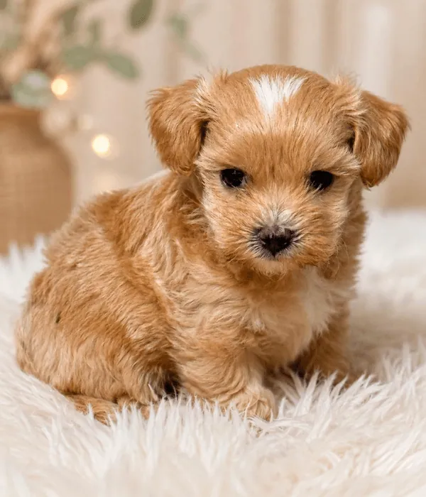 Maltipoo yavrusu Maltipoo Yavrusu - Görsel 1