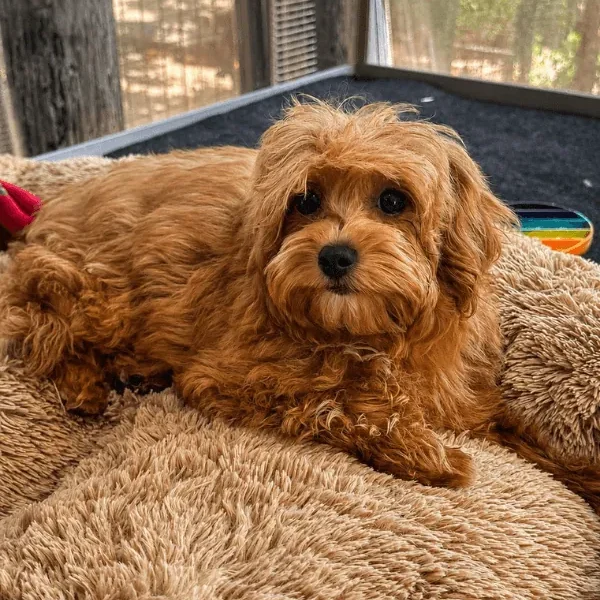 Maltipoo yavrusu