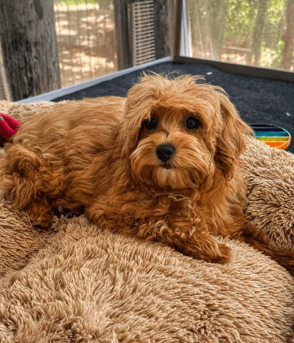Maltipoo Maltipoo yavrusu